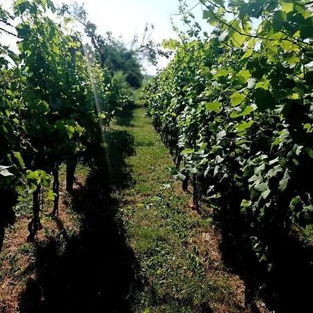 V Soukromí U Jarušky Na Moravě Prázdninový dům